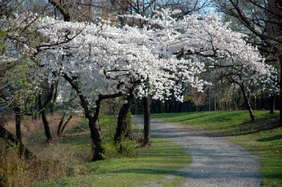 木々の花