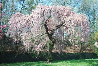 Körsbärsträd som blommar