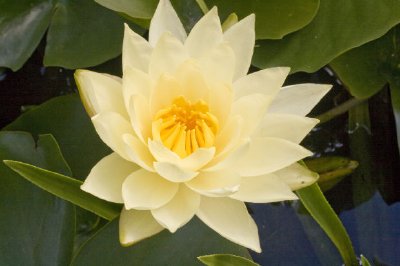 Water Lily