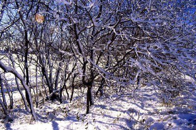 雪に覆われた木