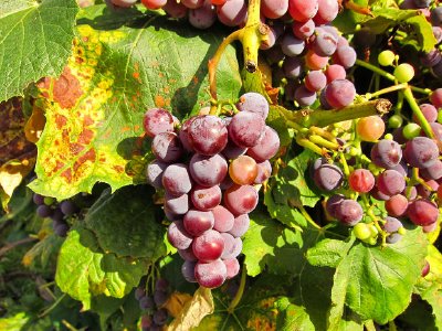 Grapes jigsaw puzzle