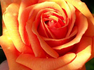 Une rose orange