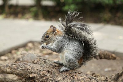 Squirrel jigsaw puzzle