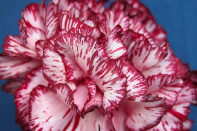 Carnation jigsaw puzzle