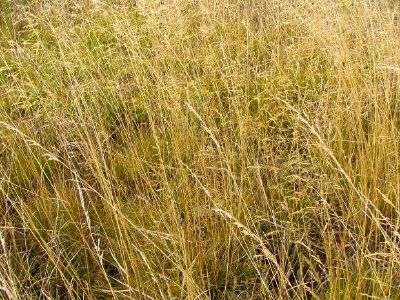 Dry Grass