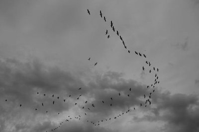 Des oiseaux