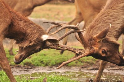 Deer jigsaw puzzle