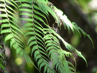 Foliage