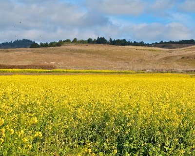 Yellow Field