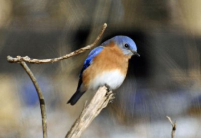 pássaro azul