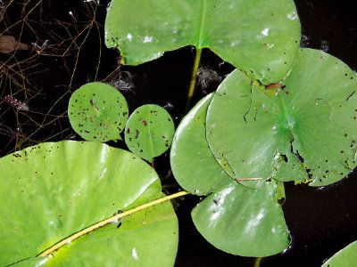 Näckrosblad