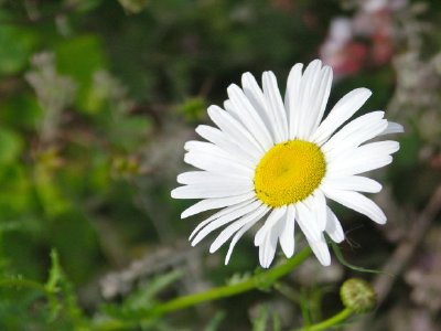 Une marguerite