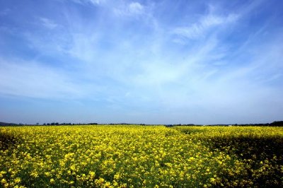 Gula blommor landskap