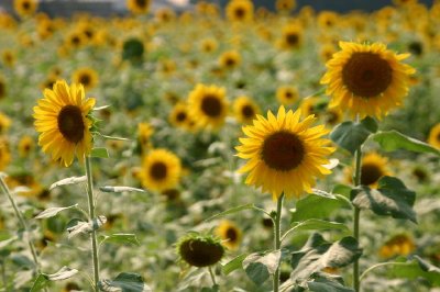 Sunflowers