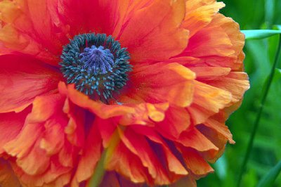 Poppy Flower