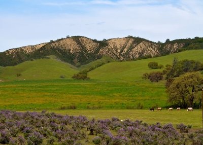 Collines et chevaux