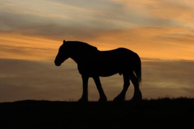 Un cheval et un coucher de soleil