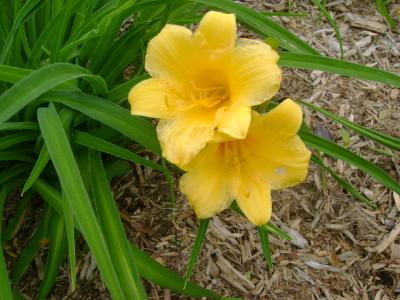 Yellow Lilies