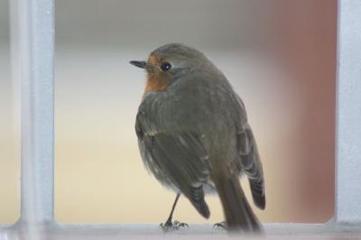 A bird standing on a window