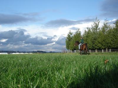 caballo arabe