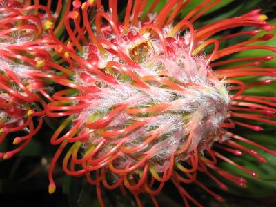 Red Protea jigsaw puzzle