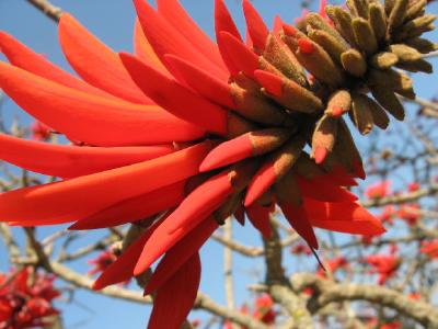 Una flor roja