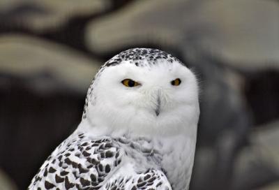 Snowy Owl jigsaw puzzle