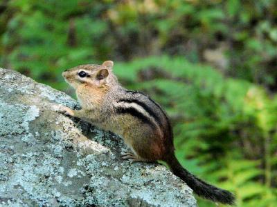 Chipmunk jigsaw puzzle