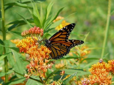 Papillon monarque