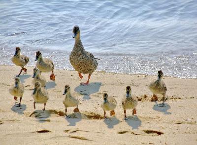 Ducks jigsaw puzzle