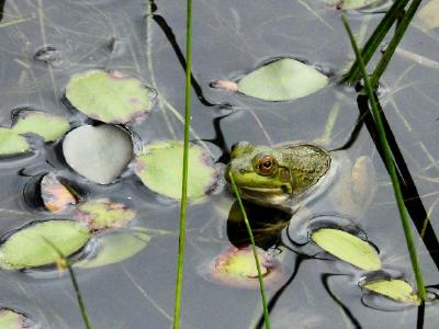 A frog in the lake