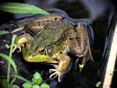 A Frog jigsaw puzzle