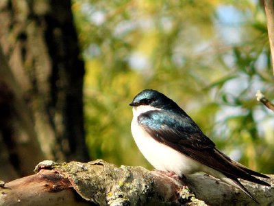 Un oiseau