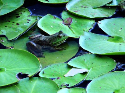 Une grenouille