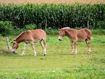 Les chevaux