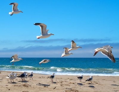 Möwen fliegen über einen Strand