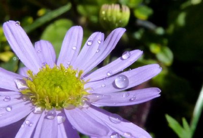 Lila Blume und Regentropfen