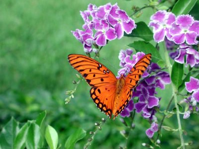 Duranata und ein Schmetterling