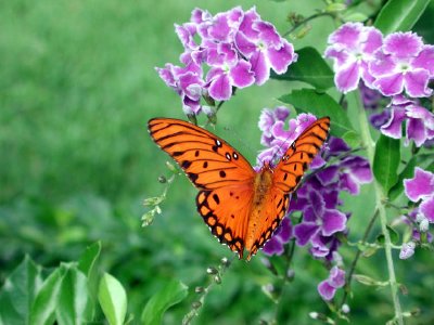 Duranata i motyl
