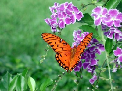 Duranata et un papillon