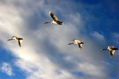 Geese jigsaw puzzle