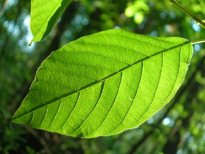 Green Leaves