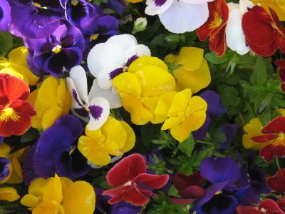 Colorful flowers jigsaw puzzle