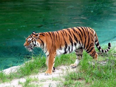 A tiger by the water