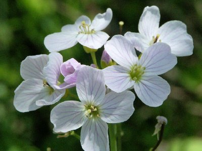 Vita blommor