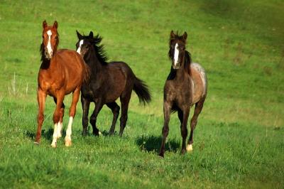 Chevaux bruns