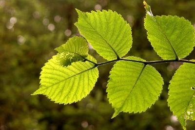 Feuille verte