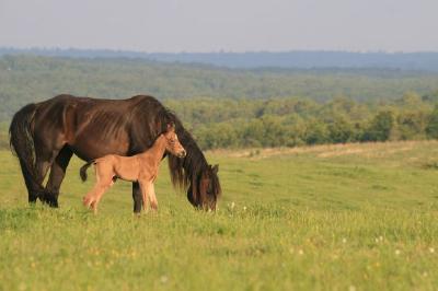 Horses in the countryside