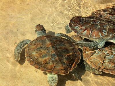 Turtles, Grand Cayman jigsaw puzzle