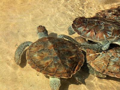 Turtles, Grand Cayman